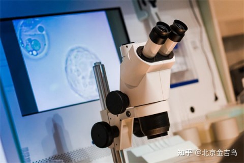 囊胚培养的成功率大不大